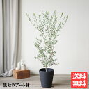 オリーブ ブラックセラアート鉢 8号鉢 送料無料 庭木 鉢植え 観葉植物 おしゃれ インテリア 中型 大型 オリーブの木 販売 結婚式 記念樹 寒さに強い