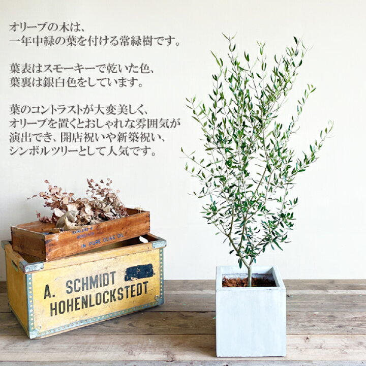 楽天市場 オリーブの木 オリーブ 白色キューブ植え 送料無料 鉢植え 観葉植物 バルコニー テラス ベランダ おしゃれ インテリア 中型 大型 結婚式 記念樹 寒さに強い 花 ガーデン Diy 楽天 通販 ギフト プレゼント育てやすい 御祝 開店祝 開業祝 新築祝 引っ越し祝い
