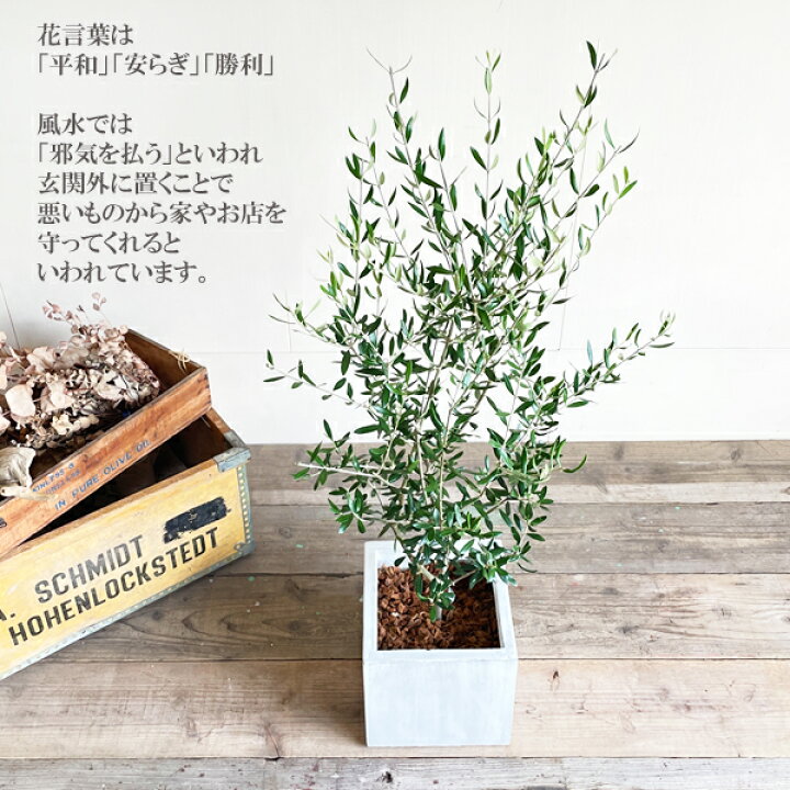 楽天市場 オリーブの木 オリーブ 白色キューブ植え 送料無料 鉢植え 観葉植物 バルコニー テラス ベランダ おしゃれ インテリア 中型 大型 結婚式 記念樹 寒さに強い 花 ガーデン Diy 楽天 通販 ギフト プレゼント育てやすい 御祝 開店祝 開業祝 新築祝 引っ越し祝い