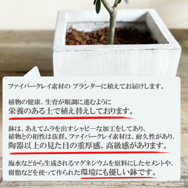 楽天市場 オリーブの木 オリーブ 白色キューブ植え 送料無料 鉢植え 観葉植物 バルコニー テラス ベランダ おしゃれ インテリア 中型 大型 結婚式 記念樹 寒さに強い 花 ガーデン Diy 楽天 通販 ギフト プレゼント育てやすい 御祝 開店祝 開業祝 新築祝 引っ越し祝い