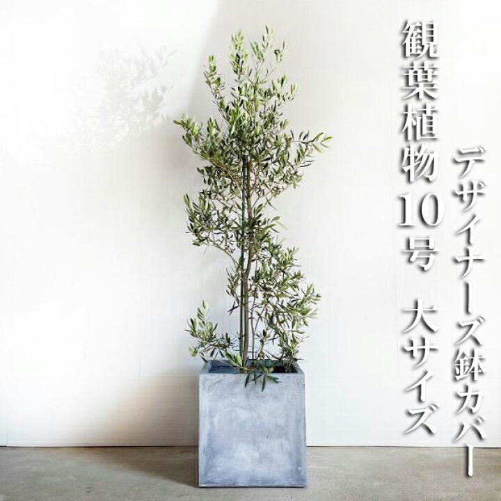 楽天市場】観葉植物 大型 オリーブ キューブ型 アッシュグレー 