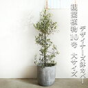 観葉植物 大型 オリーブ ラウンド型 アッシュグレー デザイナーズ 高級鉢カバー付 10号鉢 法人様送料無料 鉢植え おしゃれ オリーブの木 販売 結婚式 記念樹 寒さに強い