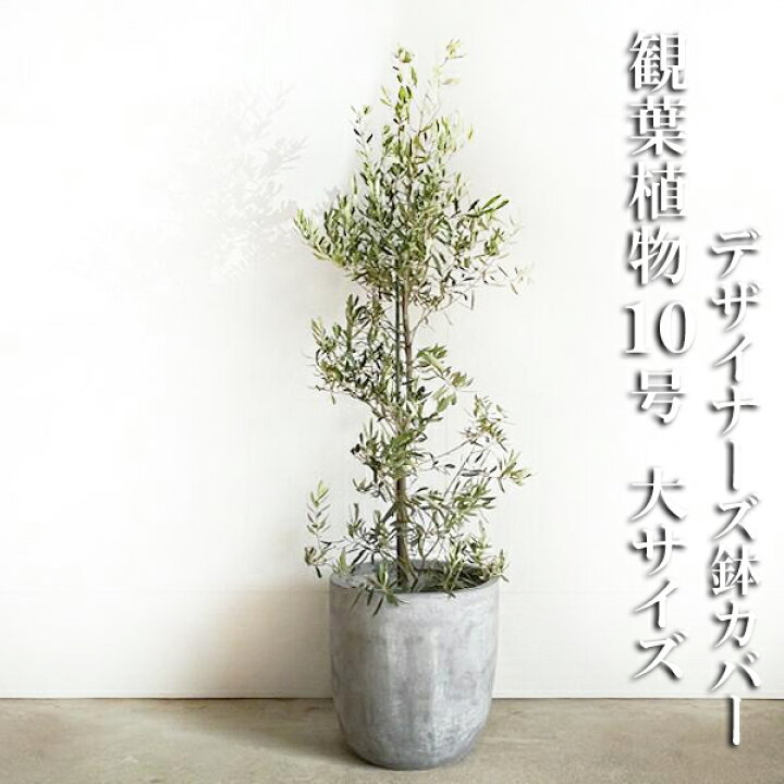 楽天市場 オリーブ ラウンド型 アッシュグレー デザイナーズ 高級鉢カバー付 10号鉢 法人様送料無料 鉢植え 観葉植物 おしゃれ 大型 オリーブの木 販売 結婚式 記念樹 寒さに強い 観葉植物のthe Green