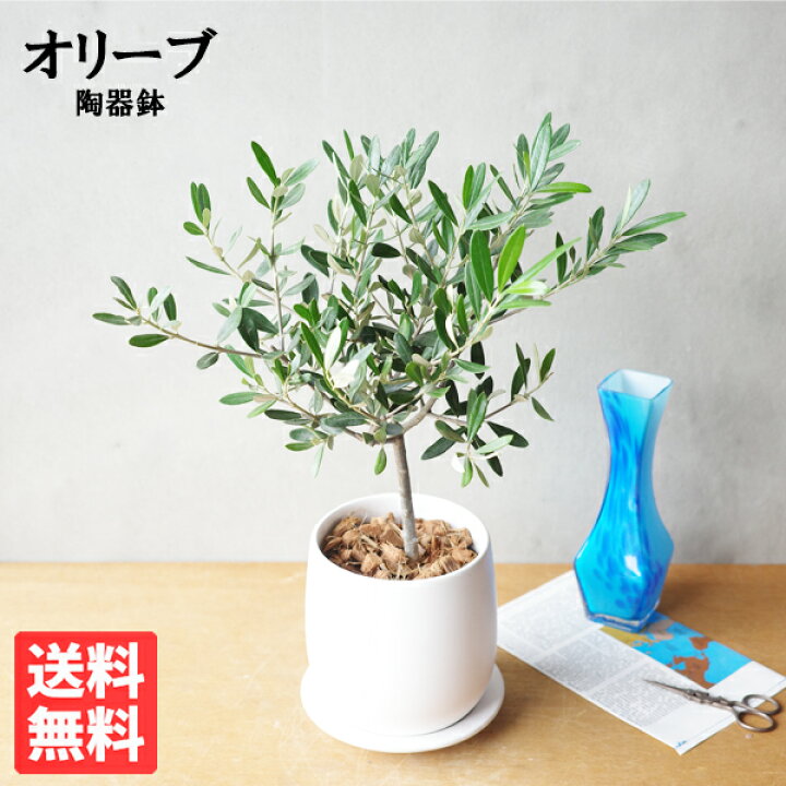 楽天市場】観葉植物 オリーブの木 ホワイト陶器鉢植え 送料無料 庭木 