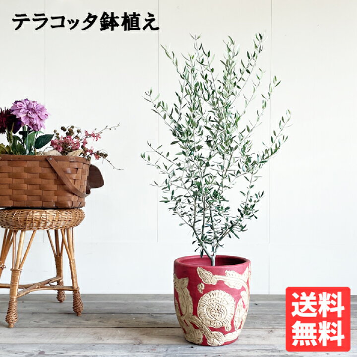 楽天市場 オリーブ 赤テラコッタ鉢植え 送料無料 庭木 鉢植え 観葉植物 バルコニー テラス ベランダ おしゃれ インテリア 中型 大型 オリーブの木 販売 結婚式 記念樹 寒さに強い 花 ガーデン Diy 楽天 通販 ギフト プレゼント 観葉植物のthe Green