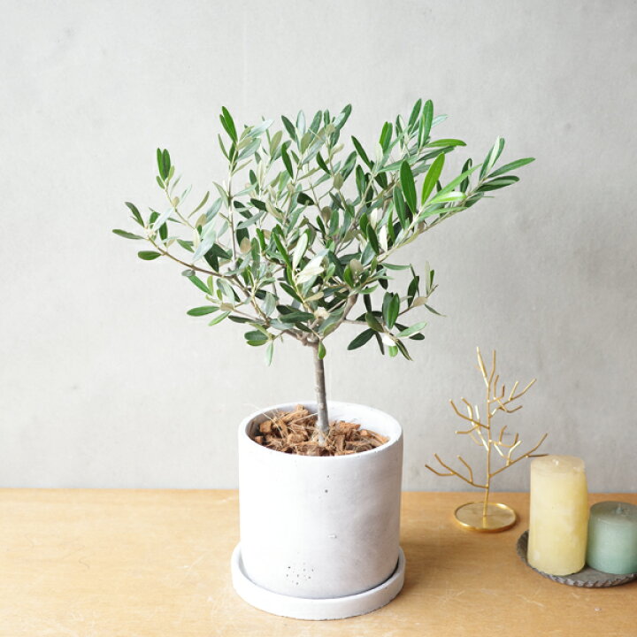 楽天市場】観葉植物 小さい オリーブの木 アッシュグレー セメント 