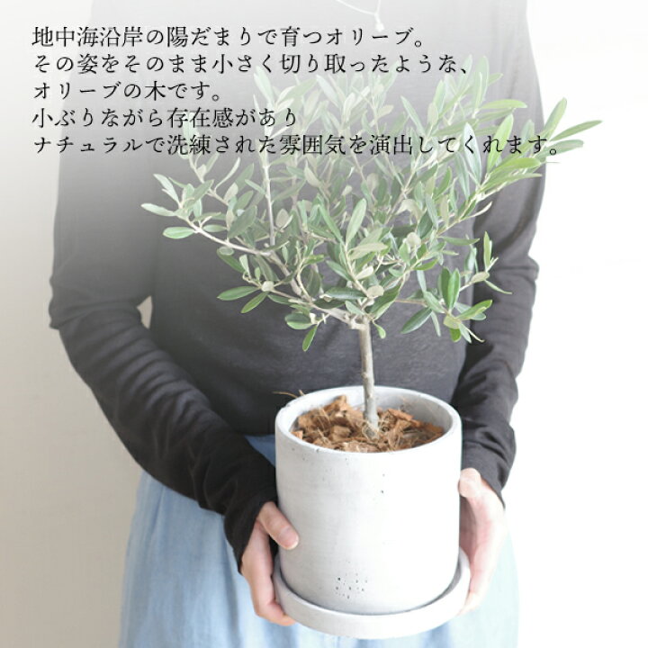 楽天市場】観葉植物 小さい オリーブの木 アッシュグレー セメント 