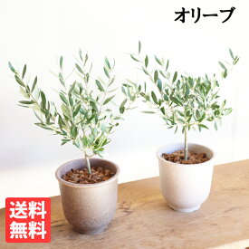 観葉植物 オリーブの木 選べる鉢カラー 平和の木 送料無料 サスティナポット 鉢植え おしゃれ インテリア 中型 小型 ミニ オリーブ