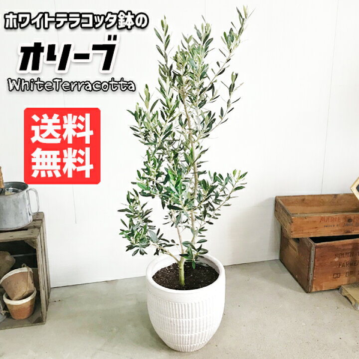 楽天市場 オリーブ ホワイト テラコッタ鉢植え 送料無料 庭木 鉢植え 観葉植物 バルコニー テラス ベランダ 外木 おしゃれ インテリア 中型 大型 オリーブの木 販売 結婚式 記念樹 寒さに強い 花 ガーデン Diy 楽天 通販 ギフト プレゼント 観葉植物のthe Green