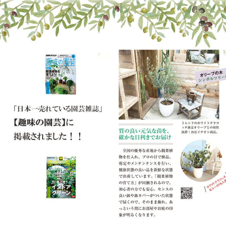 楽天市場 オリーブ 赤テラコッタ鉢植え 送料無料 庭木 鉢植え 観葉植物 バルコニー テラス ベランダ おしゃれ インテリア 中型 大型 オリーブの木 販売 結婚式 記念樹 寒さに強い 花 ガーデン Diy 楽天 通販 ギフト プレゼント 観葉植物のthe Green