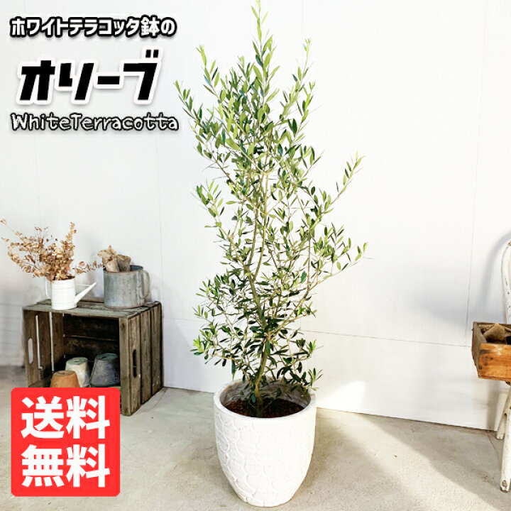 楽天市場 オリーブ ホワイト テラコッタ鉢植え 送料無料 庭木 鉢植え 観葉植物 バルコニー テラス ベランダ 外木 おしゃれ インテリア 中型 大型 オリーブの木 販売 結婚式 記念樹 寒さに強い 花 ガーデン Diy 楽天 通販 ギフト プレゼント 観葉植物のthe Green