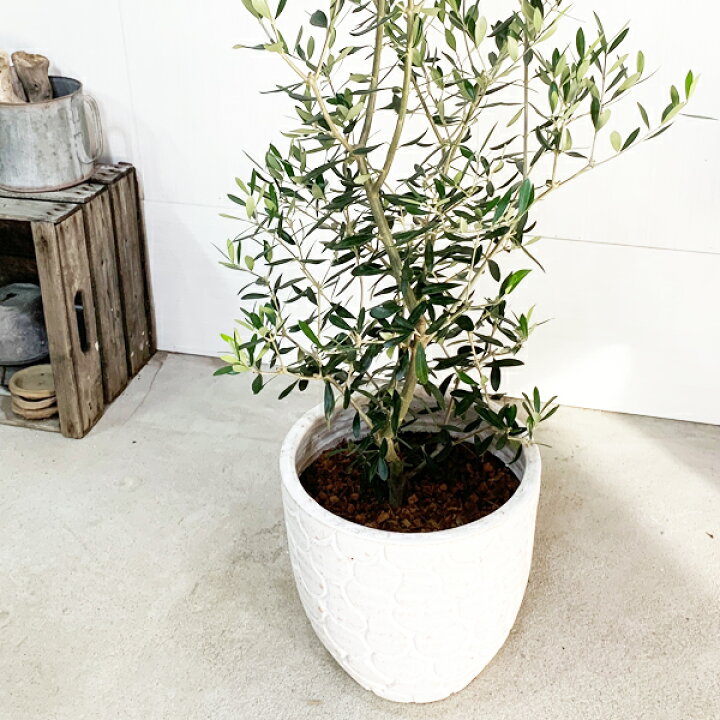 楽天市場 オリーブ ホワイト テラコッタ鉢植え 送料無料 庭木 鉢植え 観葉植物 バルコニー テラス ベランダ 外木 おしゃれ インテリア 中型 大型 オリーブの木 販売 結婚式 記念樹 寒さに強い 花 ガーデン Diy 楽天 通販 ギフト プレゼント 観葉植物のthe Green 楽天市場 オリーブ ホワイト テラコッタ鉢植え 送料無料 庭木 鉢植え 観葉植物 バルコニー テラス ベランダ 外木 おしゃれ インテリア 中型 大型 オリーブの木 販売 結婚式 記念樹 寒さに強い 花 ガーデン Diy 楽天 通販 ギフト プレゼント 観葉植物のthe Green