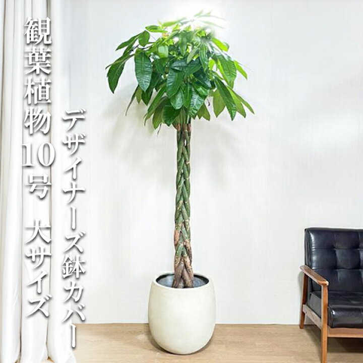 楽天市場】観葉植物 大型 パキラ 10号 法人様送料無料 バルーン型 