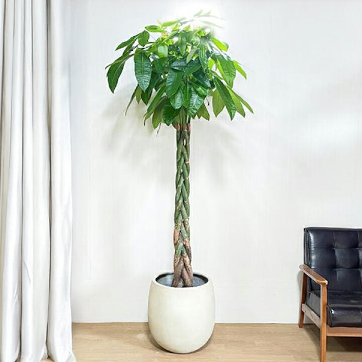 楽天市場】観葉植物 大型 パキラ 10号 法人様送料無料 バルーン型 