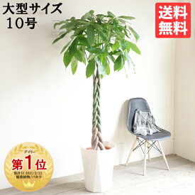 観葉植物 大型 パキラ 10号 法人様送料無料 開運の木 ねじり 編み おしゃれ 尺鉢 大鉢 10号鉢 インテリア 花 ガーデン 商売繁盛