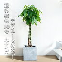 観葉植物 大型 パキラ 10号 法人様送料無料 キューブ型 デザイナーズ 高級鉢カバー付 アッシュグレー ねじり 編み プレミアム おしゃれ 尺鉢 大鉢 10号鉢 インテリア 鉢カバー付き 商売繁盛