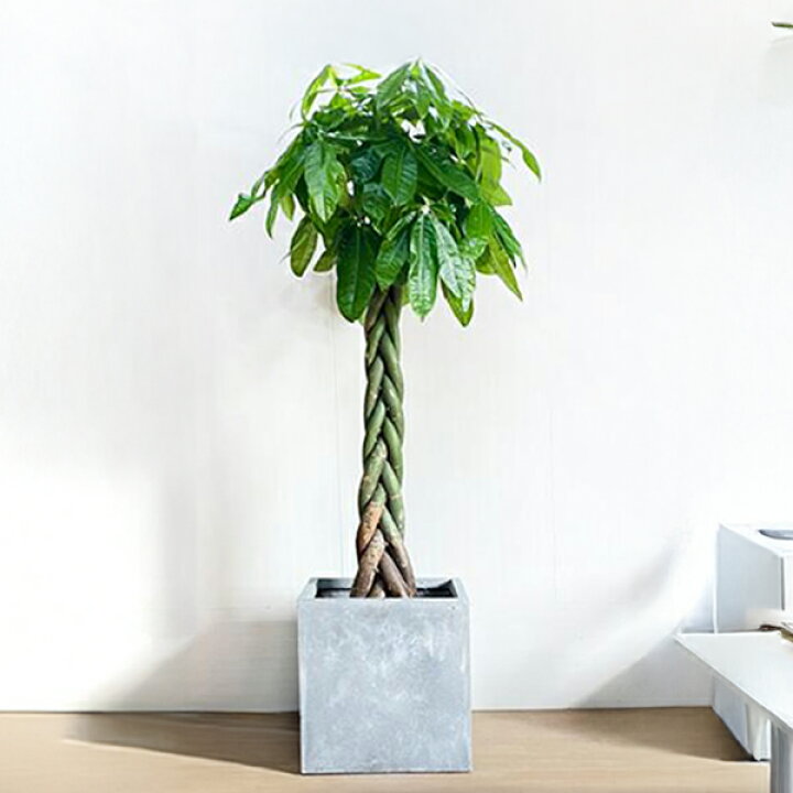 楽天市場】観葉植物 大型 パキラ 10号 法人様送料無料 キューブ型 
