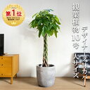 観葉植物 大型 パキラ 10号 法人様送料無料 ラウンド型 デザイナーズ 高級鉢カバー付 アッシュグレー ねじり 編み プレミアム おしゃれ 尺鉢 大鉢 10号鉢 インテリア 鉢カバー付き 商売繁盛