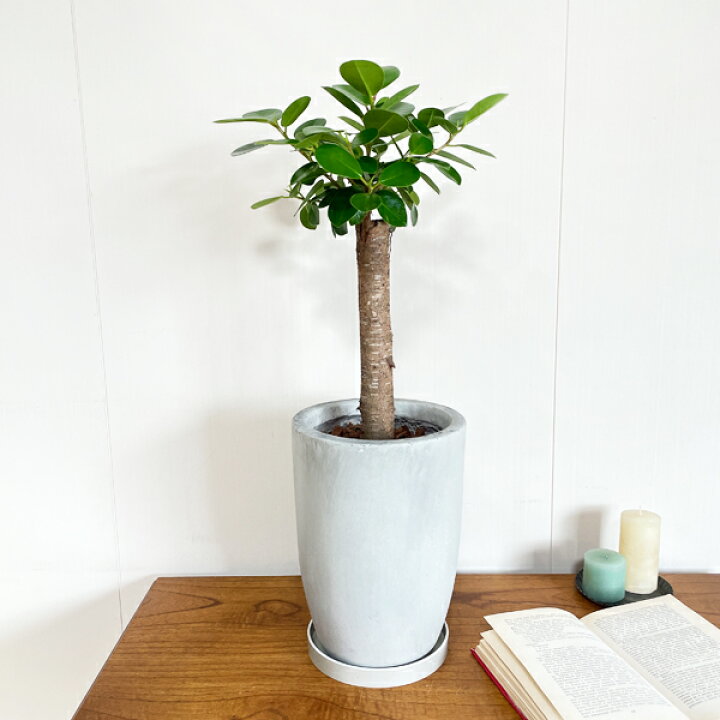 楽天市場 パンダガジュマル ファイバーロングポット植え 希少種 ガジュマル 中型 観葉植物 おしゃれ 送料無料 ガジュマロ インテリア 観葉植物のthe Green
