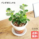 観葉植物 小さい パンダガジュマル 卓上サイズ 信楽焼 茶色 ミニ ゴムの木 希少種 送料無料 ガジュマロ インテリア 商売繁盛 made in japan shigaraki