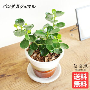 観葉植物 小さい パンダガジュマル 卓上サイズ 信楽焼 茶色 ミニ ゴムの木 希少種 送料無料 ガジュマロ インテリア 商売繁盛 made in japan shigaraki