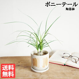 観葉植物 小さい ポニーテール 陶器鉢植え トックリラン ノリナ 卓上 デザイン鉢
