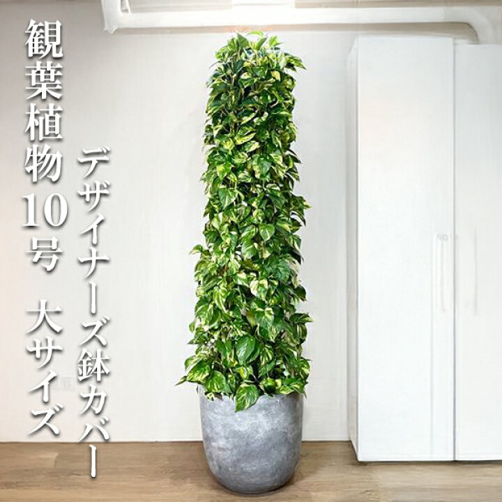 楽天市場】観葉植物 大型 法人様送料無料 ポトス 特大 タワー仕立て 10 