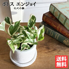 ポトス エンジョイ 白色鉢植え セメントホワイト 観葉植物 ミニ 卓上 小さい セメントポット 丈夫で簡単 送料無料