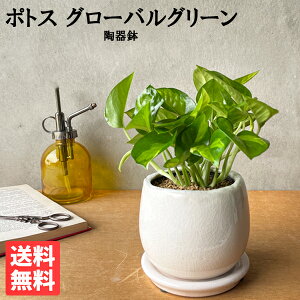 観葉植物 小さい ポトス グローバルグリーン ホワイト アンティークテラコッタ鉢植え 丈夫で簡単 ミニ 卓上 丈夫で簡単 送料無料