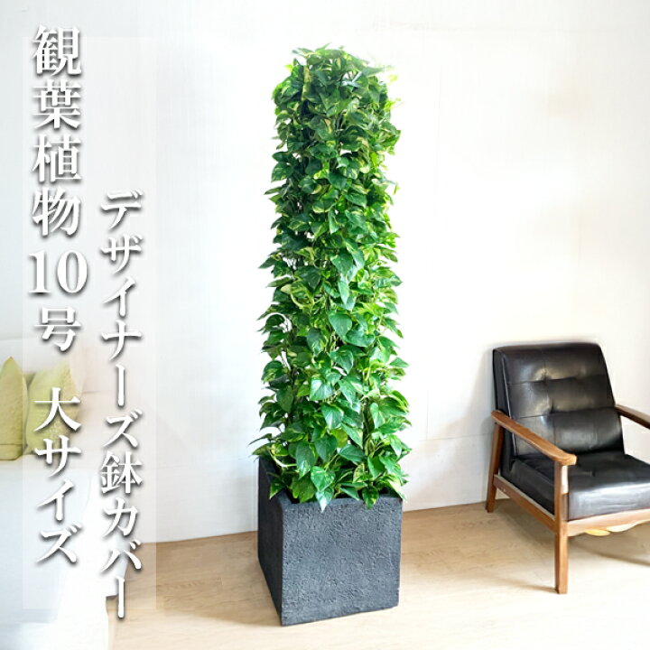 楽天市場 法人様送料無料 ポトス 特大 タワー仕立て 10号 キューブ型 デザイナーズ 高級鉢カバー付 ブラック プレミアム 観葉植物 おしゃれ 尺鉢 大型 大鉢 10号鉢 大サイズ 大きいサイズ インテリア 鉢カバー付き 観葉植物のthe Green