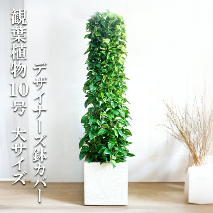 楽天市場】観葉植物 大型 法人様送料無料 ポトス 特大 タワー仕立て 10 