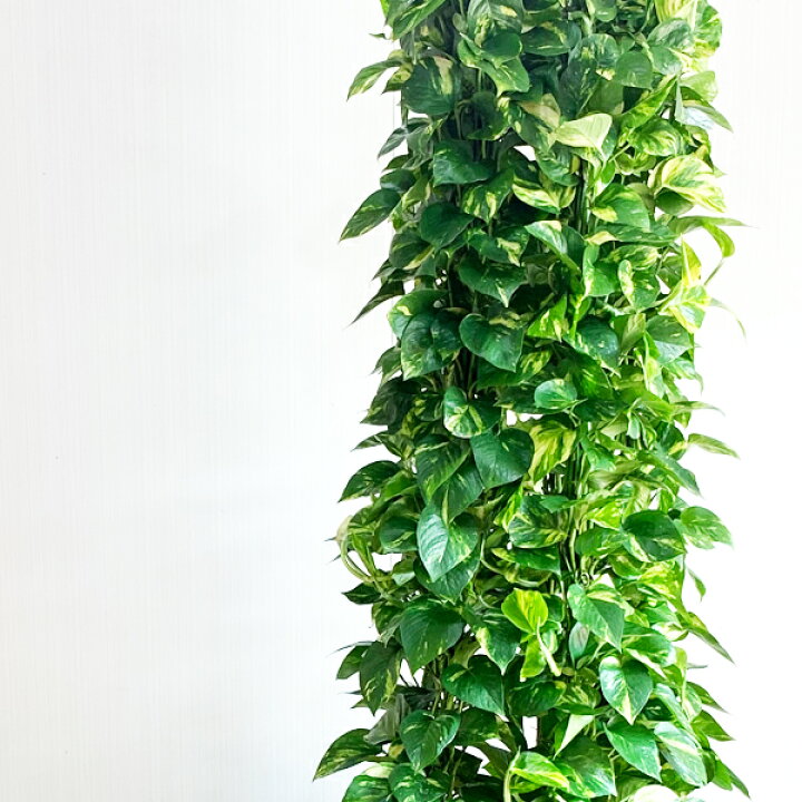 観葉植物 本物 ポトス タワー仕立て セラアート鉢 8号鉢 大型 オウゴン  