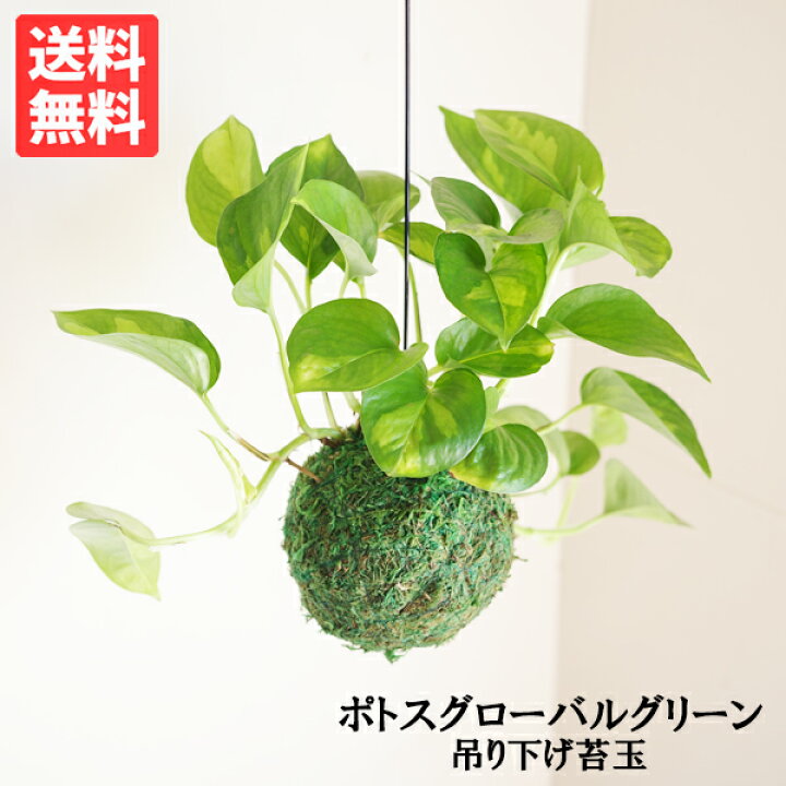 楽天市場】観葉植物 ポトス グローバルグリーン 吊り下げ 苔玉 