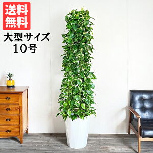 ϗtA ^ |gX ^[d TCY 10 @ll  ڔ 唫 10 TCY 傫TCY CeA