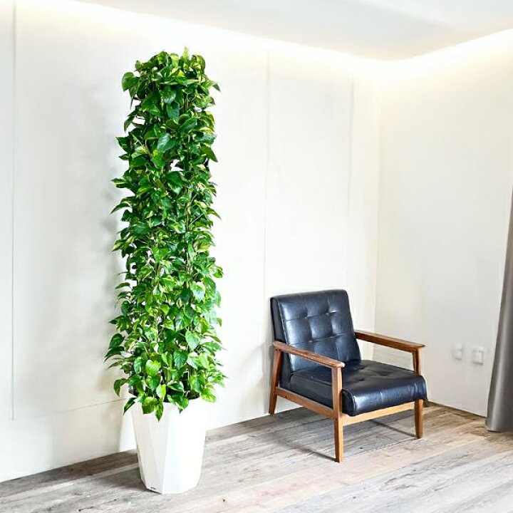 楽天市場】観葉植物 大型 ポトス タワー仕立て 特大サイズ 10号 法人様 