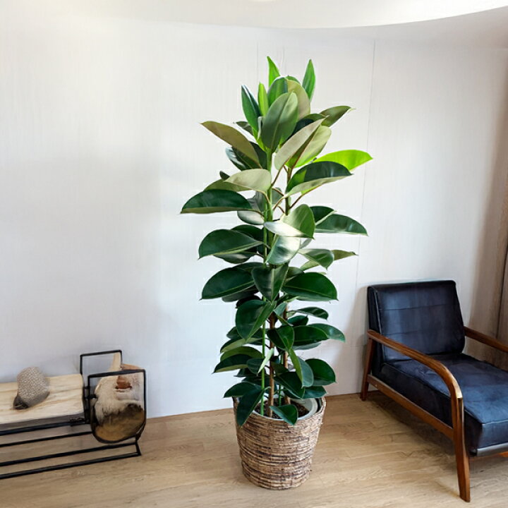 楽天市場】観葉植物 大型 ロブスター ゴムの木 バナナリーフ鉢カバー付 