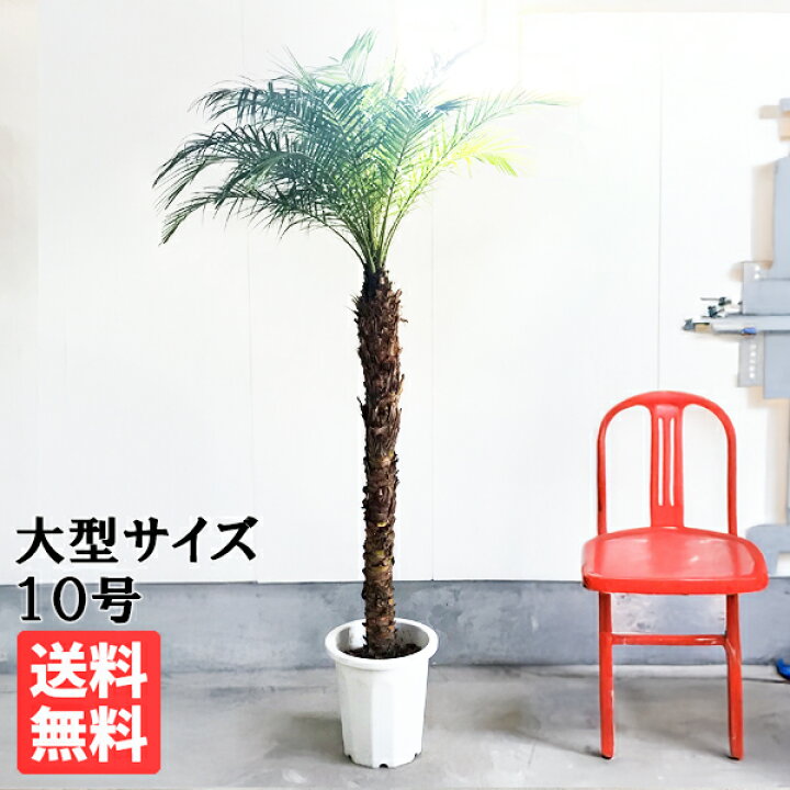 楽天市場】観葉植物 大型 法人様送料無料 フェニックス ロベレニー 大  
