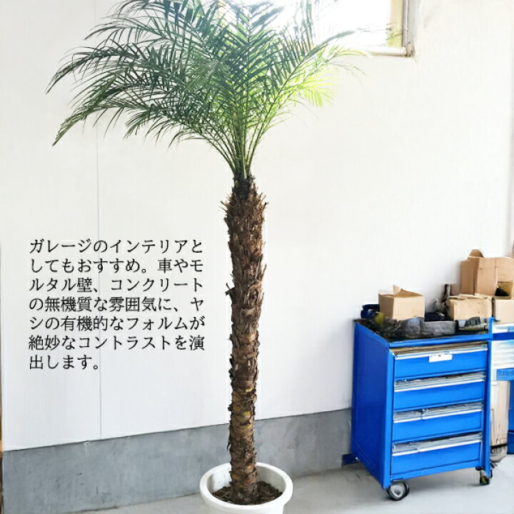 楽天市場】観葉植物 大型 法人様送料無料 フェニックス ロベレニー 大 