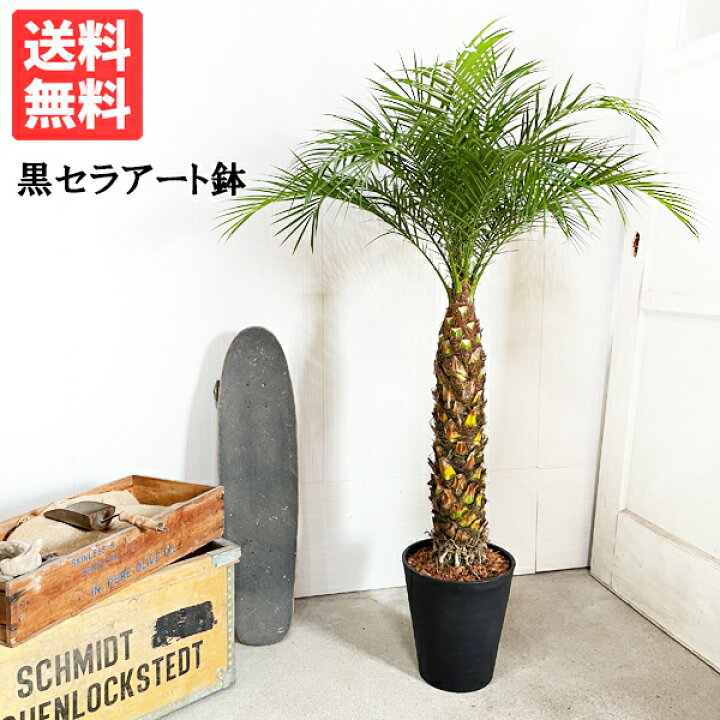 楽天市場】フェニックス 植え替え不要 ロベレニー 8号鉢 状態良し 