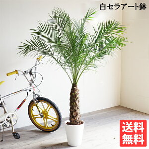 tFjbNX Aւsv xj[ 8 ԗǂ V zCg ZA[g  ϗtA  ^ ^ V̖ C݃CeA AJ JtHjA cJ x