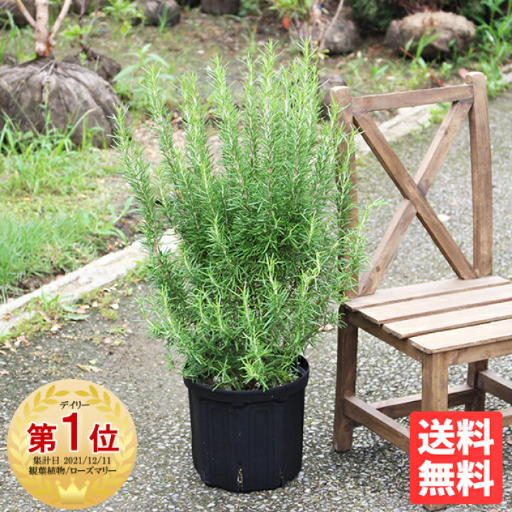楽天市場 ローズマリー 立性 鉢植え 苗 苗木 ハーブ 送料無料 庭木 観葉植物 おしゃれ インテリア 中型 小型 ベランダ テラス バルコニー ハーブ 寒さに強い 花 ガーデン Diy 観葉植物のthe Green 楽天市場 ローズマリー 立性 鉢植え 苗 苗木 ハーブ 送料無料 庭木 観葉植物 おしゃれ インテリア 中型 小型 ベランダ テラス バルコニー ハーブ 寒さに強い 花 ガーデン Diy 観葉植物のthe Green