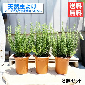 ローズマリー 3鉢セット 立性 鉢植え 観葉植物 苗 苗木 ハーブ 3株 寒さに強い 天然虫よけ 蚊よけ 天然 送料無料