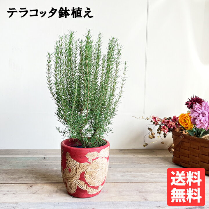 楽天市場 ローズマリー赤テラコッタ鉢 素焼き鉢 送料無料 鉢植え 観葉植物 おしゃれ インテリア 中型 小型 ベランダ テラス バルコニー ハーブ 寒さに強い 観葉植物のthe Green