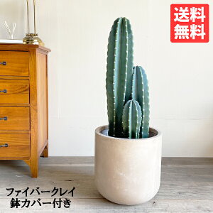 サボテン 柱サボテン 3本立 鉢カバー付き ファイバークレイ アッシュブラウン 送料無料 寒さに強い 観葉植物 中型 大型 インテリア おしゃれ