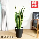 サンセベリア 8号 ブラック セラアート鉢 送料無料 サンスベリア 観葉植物 おしゃれ 中型 大型 インテリア