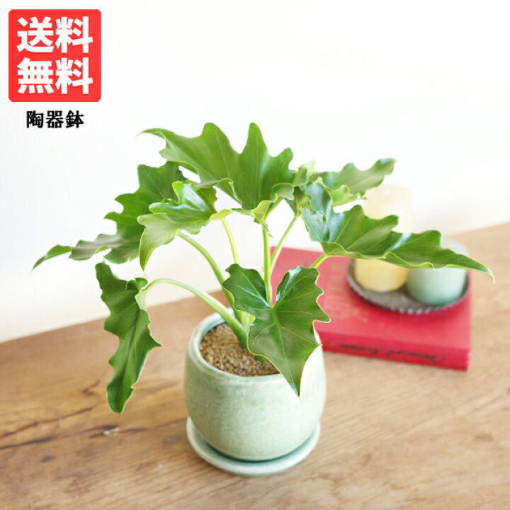 楽天市場】観葉植物 小さい セローム フィロデンドロン グリーン 