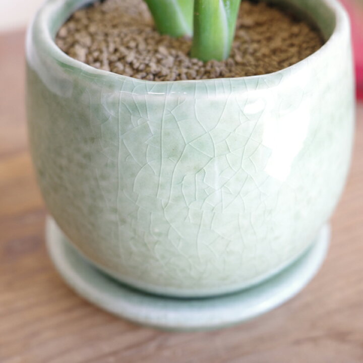 楽天市場】観葉植物 小さい セローム フィロデンドロン グリーン 