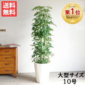 観葉植物 大型 シェフレラ 青 ホンコンカポック 10号 法人様送料無料 おしゃれ 尺鉢 大鉢 10号鉢 大サイズ 大きいサイズ インテリア 楽天 通販 ギフト プレゼント