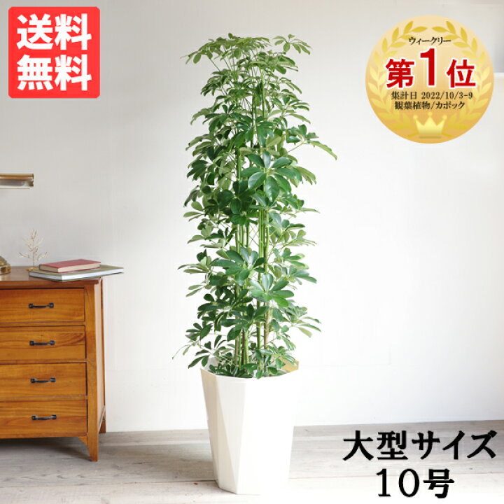 楽天市場】観葉植物 大型 シェフレラ 青 ホンコンカポック 10号 法人様 