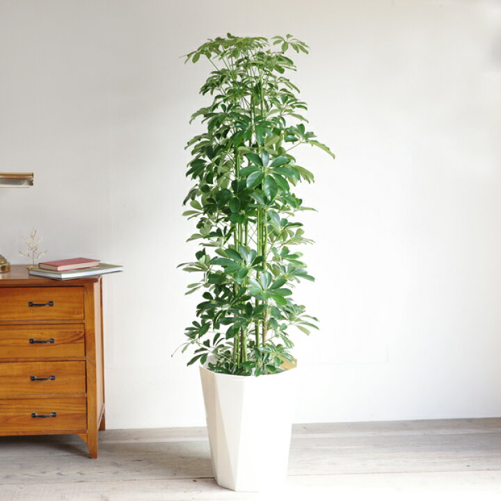 楽天市場】観葉植物 大型 シェフレラ 青 ホンコンカポック 10号 法人様 